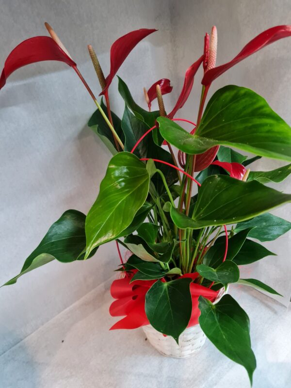 Anthurium